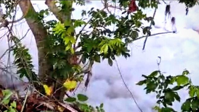 Espuma blanca inunda Río Masacre y alerta a productores de arroz