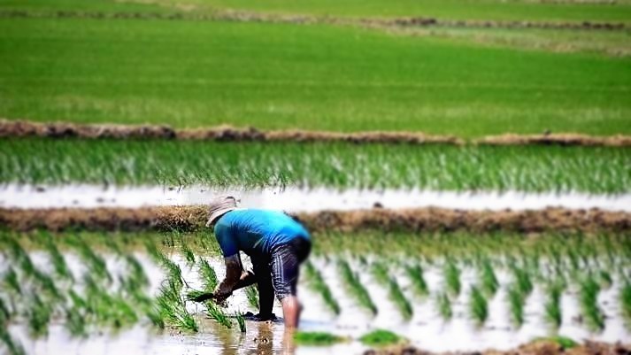 Fondo especial para proteger a productores de arroz en crisis
